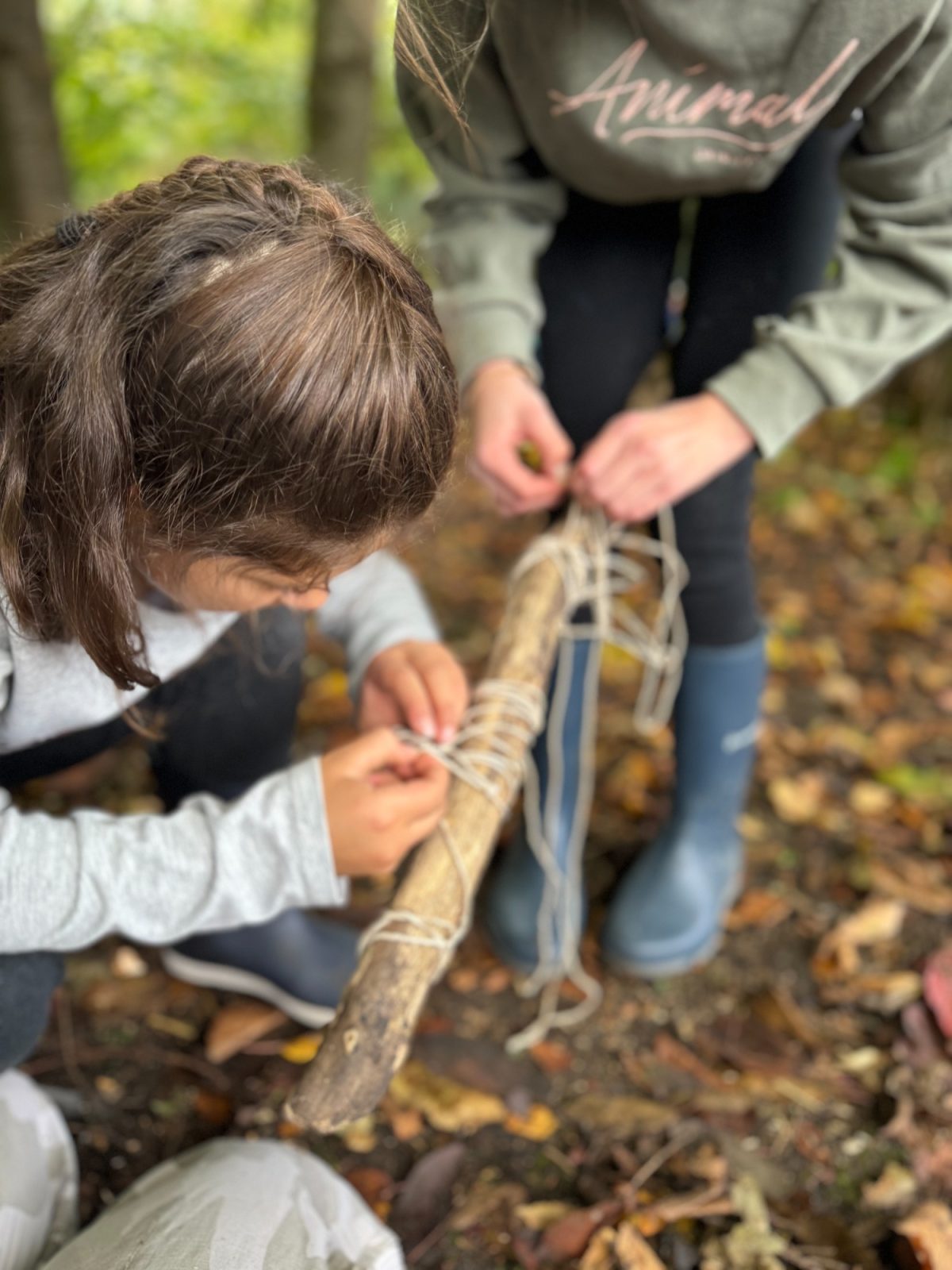 Wendover Tree Educational Visits Wendover Woods